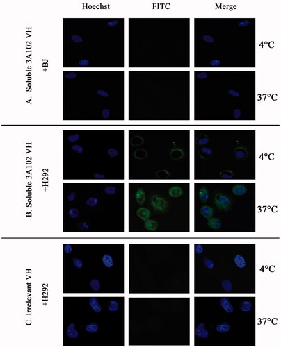 Figure 9. Cell internalization of soluble 3A102 VH as determined by SLCM. Representative images of (A and B) BJ and H292 cells stained with soluble 3A102 VH at 4 °C and 37 °C, respectively, and (C) H292 cells stained with the irrelevant VH at 4 °C and 37 °C. The antibody was detected with protein-A-FITC conjugate (green). Nuclei are labeled with Hoechst 33342 (blue).
