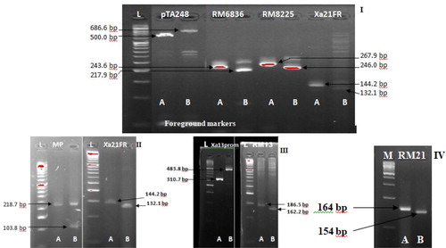 Figure 1. Genetic analysis of foreground markers and their target genes.Note: A = Putra-1, B = IRBB60, (I) pTA248(Xa21), RM6836(Pi9, Pi2, Piz), RM8225(Piz), Xa21FR(Xa21); (II) MP(Xa4), Xa21FR(Xa21); (III) Xa13prom(xa13), RM13(xa5); (IV) RM21(xa5). L: 50bp DNA ladder, M: 100bp DNA ladder