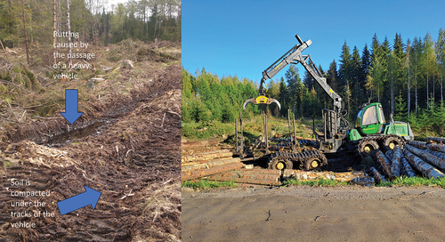 Figure 5. Left, soil rutting and compaction caused by a forwarder. Right, a forwarder equipped with bogies piling logs at a clear-cut area. Bogies around the tires reduce pressure to soil surface and diminish soil damages. Photo: L. Finér.