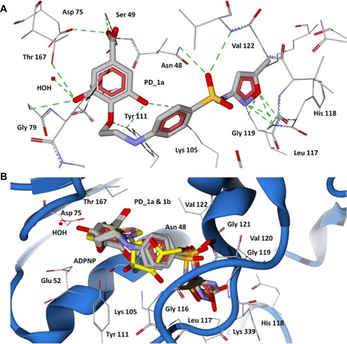 Figure 6 Docking of designed hybrid compounds at ATP binding site of P. aeruginosa GyrB. (A) Binding pose of the top scored compound PD_1a (grey stick model); (B) PD_1a and PD_1b (stick model colored by their element) superimposed with ADPNP (yellow stick model).