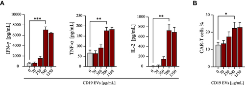 Figure 1 Activation of CAR-T cells by CD19 EVs is dose-dependent. (A) Cytokine secretion of CAR-T cells analyzed by ELISA after 24 h of co-culture with escalating amounts of CD19 EVs. (B) Proportion of CAR-T cells analyzed by flow cytometry after 72 h of co-culture with escalating amounts of CD19 EVs. *P < 0.05, **P < 0.01, ***P < 0.001.