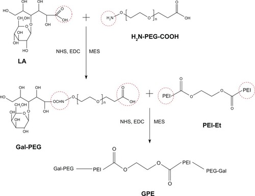Figure 1 Reaction scheme of galactosylated poly(ethylene glycol)-graft-polyethylenimine derivative (GPE).