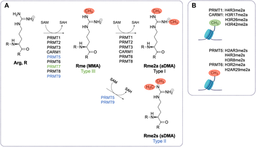 Figure 1 Type I, II, and III PRMTs mediate the methylation of arginine using S-adenosyl-methionine. (A) Type I protein arginine (Arg, R) methyltransferases (PRMTs) (PRMT1, PRMT2, PRMT3, CARM1, PRMT6, and PRMT8) catalyze the formation of monomethylarginine (Rme1, MMA) and asymmetric dimethylarginine (Rme2a, aDMA) by transferring methyl groups from S-adenosylmethionine (SAM) to the ω-guanidino nitrogen atoms of arginines in proteins. S-adenosylhomocysteine (SAH) is produced in each methyltransferase reaction. Type II PRMTs (PRMT5 and PRMT9) catalyze the formation of MMA and symmetric dimethylarginine (Rme2s, sDMA). PRMT7 is the only known type III PRMT, and it catalyzes the formation of only MMA. There are currently no known dedicated arginine demethylases. (B) PRMT1-catalyzed H4R3me2a and CARM1-catalyzed H3R17me2a, H3R26me2a, and H3R42me2a, and PRMT5 H3R2me2s are activating histone marks, while PRMT5-catalyzed H2AR3me2s, H4R3me2s, and H3R8me2s; PRMT6-catalyzed H3R2me2a; and CARM1-catalyzed H2AR29me2a are repressive histone marks.