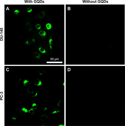Figure S3 Confocal laser scanning microscope images of DU-145 (A and B) and PC-3 (C and D) cells after 24 hours incubation with GQDs at a concentration of 200 µg/mL.Notes: Cells without GQDs were used as a control (B and D). GQDs were excited under a 405 nm laser. The results showed that under the same confocal laser scanning microscope conditions, cells incubated with GQDs emitted green fluorescence, while cells without GQDs showed no detectable fluorescence.Abbreviation: GQDs, graphene quantum dots.