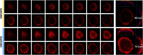 Figure 6. Representative fluorescent images and orthogonal images of SKOV-3 tumor spheroids at the determined scanning layers after incubation with OMCNPD and OMCNPID for 12 h.