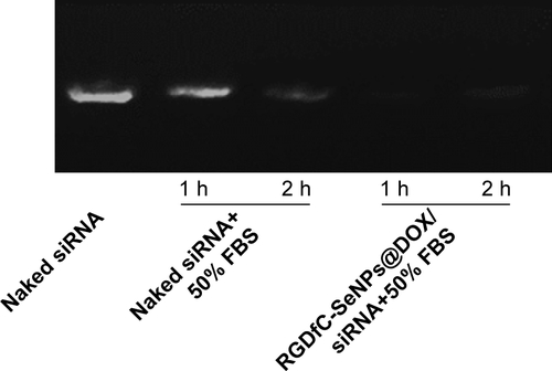 Figure S2 Agarose gel electrophoretogram showing siRNA protection by RGDfC-SeNPs@DOX for 1 and 2 h incubation compared to siRNA exposed to 50% serum. Naked siRNA not exposed to serum was used as control.Abbreviations: DOX, doxorubicin; FBS, fetal bovine serum; RGDfC, Arg-Gly-Asp-D-Phe-Cys peptide; SeNPs, selenium nanoparticles.