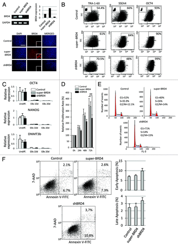 Figure 2. BRD4 alteration affected cell cycle progression but it did not induce spontaneous differentiation. (A) BRD4 mRNA levels analyzed by qRT-PCR and semi-quantitative PCR in shBRD4 and super-BRD4 ESCs. Lower panels show immunofluorescence staining for BRD4 (red). Nuclei were labeled with DAPI (blue). (B) Flow-cytometric analysis for OCT4, TRA-1–60, and SSEA4 in shBRD4 and super-BRD4 cells. (C) qRT-PCR analysis of OCT4, NANOG, and DNMT3b in undifferentiated ES cells, EBs at 10 and 20 d (control, shBRD4, and super-BRD4 cells). (D) Proliferation of shBRD4 and super-BRD4 cells compared with control cells, analyzed by MTT assay and represented as the mean value ± SD of three independent experiments (**P ≤ 0.01). (E) FACS analysis of DNA content in undifferentiated ESCs. (F) Apoptosis analysis by FITC-Annexin V staining. Left panels show representative dot plots. Graphs show mean values ± SD of three independent experiments.