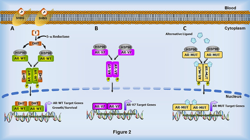 Figure 2. Androgen and cellular signalling alterations observed in AR-mediated transcriptional pathways during therapy resistance. (a) In the classical pathway, androgens such as Testosterone (T) present in the cytoplasm are converted to the highly potent Dihydrotestosterone (DHT) in the presence of 5-α reductase. DHT then binds to AR, inducing conformational changes, which results in the release of heat-shock proteins, followed by dimerization and translocation to the nucleus. In the nucleus, AR binds to Androgen response elements (AREs) and regulates the expression of AR target genes, and consequently the growth and survival of the cell. During PCa progression, changes in AR, such as AR splice variants, especially AR-V7 (b), and AR mutations (c), influence AR’s response to alternative ligands which can activate the AR signalling cascade, promoting the development of castration-resistant prostate cancer.