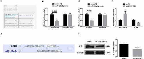 Figure 3. LINC01123 modulates IL1R1 via miR-125a-3p. (a-b): Bioinformation website prediction of the targeted binding site of miR-125a-3p with LINC01123 or IL1R1; (c-d): The luciferase activity assay verification of the targeting of miR-125a-3p with LINC01123 or IL1R1; E-F: RT-qPCR or Western Blot detection of miR-125a-3p with IL1R1. Values are expressed as mean ± standard deviation (n = 6), cell experiments were repeated three times. * Vs. the sh-NC, P < 0.05.