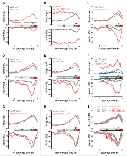 Figure 3. The effects of eliminating DDT pathways on UV-induced checkpoint delays and survival as a function of position in the cell cycle. (A-I) Data from time-lapse movies are plotted as a function of the duration between irradiation and first cleavage, a measure of cell cycle stage at the time of irradiation. Cell cycle stage at the time of irradiation is indicated along the x axis, which was inverted so that cell cycle events appear in temporal order. The beginning of S phase was defined as the point of maximal checkpoint delay in WT cells. A moving average of cell length at the 2nd cleavage, a measure of the checkpoint response, is plotted in the top panels for 600 daughter cells. A moving average of the percentage of cells that continued to divide for 3 generations (viability out of 1,200 potential granddaughter cells) is plotted in the bottom panels. A 15 min window was calculated at increments of 1 min. UV doses were chosen so that the mutant strain viabilities and checkpoint delays were in the dynamic range of the assay (rev3 encodes Polζ; the eso1-cs allele is a Polη catalytic site mutant). For a comparison of each strain at 5 J/m2, see Fig. S6. To deduce the stage of rad51Δ cells at the time of UV and to eliminate the suppressive effects of spontaneous cell cycle delays, we restricted our analysis in F to cells that were < 17 µM at the first cleavage as described in the text. This procedure reduced the sample size by ∼2/3.