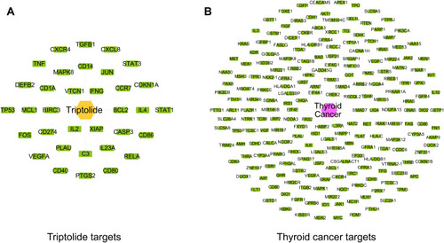 Figure 1 Evaluation of triptolide targets and thyroid cancer targets. (A) The potential targets of triptolide. (B) The potential targets of thyroid cancer.
