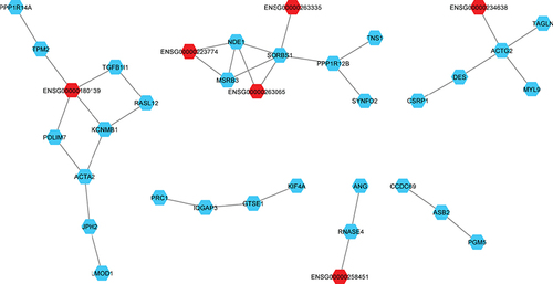 Figure 4. Co-expression network of the differences between African ancestry less European ancestry networks.lncRNA are marked in red and mRNA are marked in blue. One network co-expressed three lncRNA and three network co-expressed one lncRNA. Most of the small networks with fewer than two nodes are not shown.