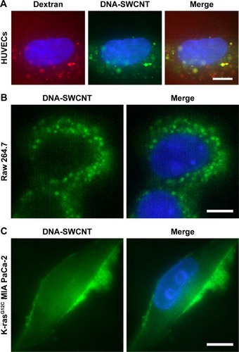 Figure 1 Differences on the internalization of large nanotubes in three types of cells.Notes: (A–C) SWCNTs linked to DNA (DNA-SWCNT, green) were treated on three types of cells, HUVECs, Raw 264.7 cells, and K-rasG12C MIA PaCa-2 cells. Cell nuclei were dyed by Hoechst 33342. Dextran (red) was added to HUVECs for 30 minutes. Bars, 10 µm.Abbreviations: HUVEC, human umbilical vein endothelial cell; SWCNT, single-walled carbon nanotube.