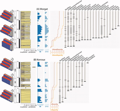 Figure 8. Sedimentologic and ichnologic data sets from two sections of the Armorican Sandstone Formation in northwestern France. LM = lower member; IM = intermediate member; UM = upper member; f/m mudstone = fine/medium mudstone; ls = limestone; f/m/c sandstone = (very) fine/medium/(very) coarse-grained sandstone; cg = conglomerate; BI = bioturbation index (i.e. vertical bioturbation); BPBI = bedding plane bioturbation index (i.e. bed surface bioturbation); Rossel. = Rosselia, and M. = Monomorphichnus. See Gougeon (Citation2023) and Gougeon et al. (Citation2023) for details on methodology for data curation. (A) Morgat hosts an excellent ichnologic data set from the intermediate member as a result of ideal stepped exposure observable on a cliff face. (B) Kerroux has a much more limited ichnologic data set, with dominance of vertical trace fossil observed. Strata at this locality are exposed within the modern tidal range, and bed surfaces of intermediate and basal upper member are continuously eroded by waves, storms, and tides, significantly reducing the preservation potential of horizontal trace fossils.