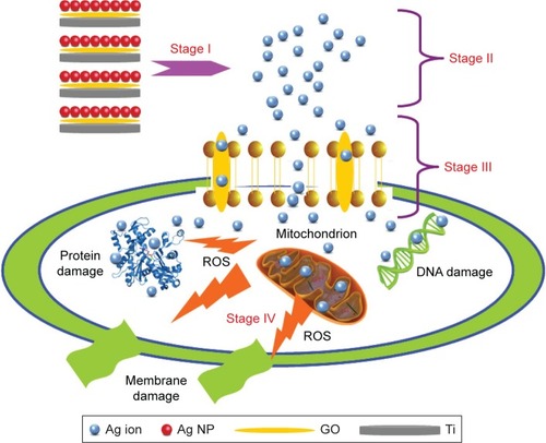 Figure 11 Schematic mechanisms for antimicrobial ability of GO-Ag-Ti.Notes: Blue ball, red ball, yellow sheet, and circular platform represent Ag ion, Ag nanoparticle, GO sheet, and Ti substrate, respectively. The roman numerals I, II, III and IV are the different periods of antimicrobial process. The 20, 50, 80 and 100 µg/mL are designated as G20, G50, G80, and G100, respectively.Abbreviations: Ag, silver; GO, graphene oxide; NP, nanoparticles; ROS, reactive oxygen species; Ti, titanium.