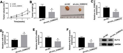 Figure 8 Silencing of circ_CORO1C inhibited tumor growth in vivo. 5-week-old male BALB/C nude mice were subcutaneously injected with MKN45 cells stably expressing sh-circ_CORO1C or sh-NC (n=5). (A) Tumor growth curve of nude mice. (B) Tumor weight in nude mice at 4 weeks post injection. (C and D) QRT-PCR assay for the expression of circ_CORO1C (C) and miR-138-5p (D) in generated tumors. (E and F) QRT-PCR and Western blot assays for the mRNA (E) and protein (F) levels of KLF12 in generated tumors. *P <0.05.