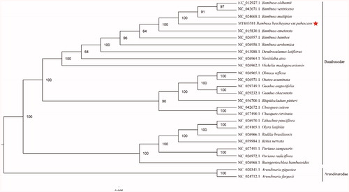 Figure 1. Phylogenetic analysis of 23 species of Bambusodae and two taxa (Arundinaria gigantea, Arundinaria fargesii) as outgroup based on plastid genome sequences by RAxML, bootstrap support value near the branch.