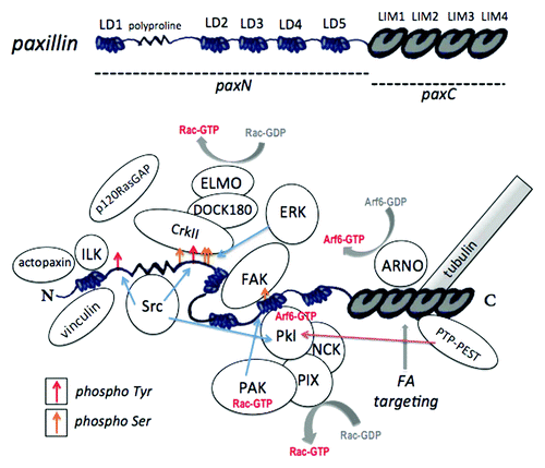 Figure 3. Paxillin domains and interacting proteins. Top: Paxillin protein domains. The regions comprising paxN and paxC mutant constructs are indicated. Bottom: Paxillin-protein interactions and phosphorylation sites. Tyr31 and Tyr118, targets of Src and FAK that provide binding sites for CrkII and p120RasGAP, are indicated by red arrows. Serine phosphorylation sites, including the PAK target site Ser273, are indicated by yellow arrows. Phosphorylation at this site alters affinity for FAK, Git1 and Pkl. For a review of paxillin-protein interactions, see Deakin and Turner (2008).Citation8