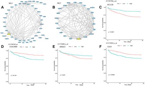 Figure 3 Hub genes in M13 and M27 are prognostic for sepsis patient survival. (A and B) Module visualization for the top 100 connections within M13 and M27 by using Cytoscape. Yellow nodes indicate the hub gene of modules. (C–F) Kaplan–Meier curves show that hub genes of M13 and M27, BCL11B and CEACAM6, and highly connected genes SMAD3 and CD24 can stratify sepsis patients. The P values are computed using Log rank test. Greenline: high expression; Red line: low expression.