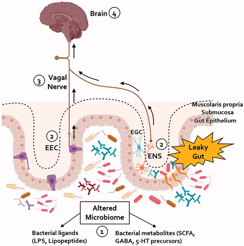 Figure 2. A proposed schematic representation of the pathways implicated in the gut-brain axis in PD. (1) An alteration in the composition of the gut microbiome towards a more pro-inflammatory profile has been shown in patients with PD. (2) The increased gut permeability seen in patients with PD could expose enteric neurons to bacterial derived pro-inflammatory products; the activation of enteric glial cells (EGC) within the gastrointestinal tract of PD patients, seen in the early phases of the disease, might contribute to amplify the impairment of the intestinal barrier and facilitate the spread of pathological α-synuclein within the ENS. Alternatively, bacterial products could be sensed by the EECs dispersed within the gut epithelium; these cells might be a site of initial α-synuclein aggregation which can then be transferred to the VN. (3) Either through the mediation of the ENS or by direct synapsing, pathological α-synuclein can reach the vagal nerve and, due to its cell-to-cell transmission properties, retrogradely propagate to the brain. (4) Within the brain, pathological α-synuclein spreads within different areas resulting in loss of nigrostriatal dopaminergic neurons and development of motor symptoms of PD. ENS: enteric nervous system; EGC: enteric glial cell; EEC: enteroendocrine cell; LPS: lipopolysaccharide; SCFA: short-chain fatty acids.