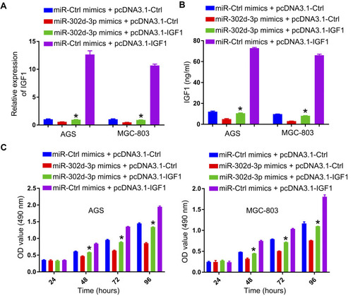 Figure 6 GC cell proliferation is suppressed via miR-302d-3p-mediated IGF1 downregulation. (A) qPCR and ELISAs (B) were used to assess IGF1 expression in cells treated with the indicated constructs, and (C) cellular proliferation was evaluated via CCK-8 assay. *P < 0.05.