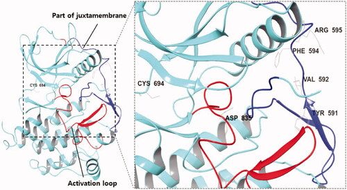 Figure 1. (Left) X-ray crystallography of FLT3 kinase (PDB:4RT7); (Right) The region and amino acid residues in which FLT3 mutations commonly occur; (Blue) Juxtamembrane; (Red) Activation loop of the kinase domain.