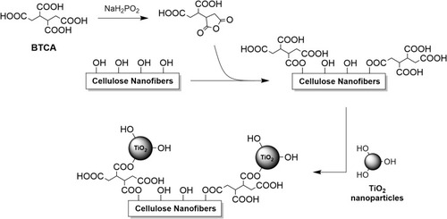 Figure 5 Schematics of the chemical conjugation of TiO2 nanoparticles on cellulose nanofibers by exploiting the reactivity of BTCA and its anhydride derivatives, as described in Galkina et al.Citation48
