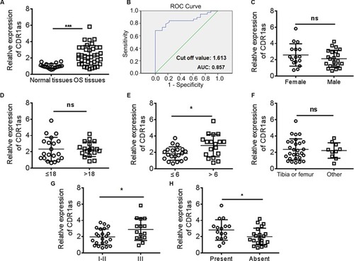 Figure 1 CDR1as is upregulated in OS tissues.Notes: (A) The expression of CDR1as in relative normal bone tissues (n=18) and OS tissues (n=38) was determined by qPCR. (B) The diagnostic value of CDR1as was analyzed by ROC curve analyses. The clinicopathological characteristics including (C) gender, (D) age, (E) tumor size, (F) tumor localization, (G) Enneking stage, and (H) metastasis were analyzed. *P<0.05, ***P<0.001; data represent mean±SD.Abbreviations: OS, osteosarcoma; CDR1as, antisense to the cerebellar degeneration-related protein 1 transcript; ns, not significant; qPCR, quantitative real time polymerase chain reaction; ROC, receiver operating characteristic.