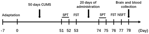 Figure 1 The experimental timeline.