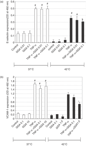Figure 5. Effects of geranylgeranylacetone (GGA) on inhibition of TNF-α-induced ECAM accumulation by hyperthermia in HAEC. We added GGA (0.01–1.0 μM) just 2 h before hyperthermia. Three hours after heat treatment, we incubated HAEC with recombinant human TNF-α (10 ng/ml). E-selectin (a) or VCAM-1 (b) expression was measured by ELISA 4 hours or 6 hours after TNF-α stimulation. Data are shown as a mean ± SEM of five samples in a representative experiment. Similar results were obtained in three independent experiments. #p < 0.001 compared with control. *p < 0.001 compared with TNF-α combined with hyperthermia.
