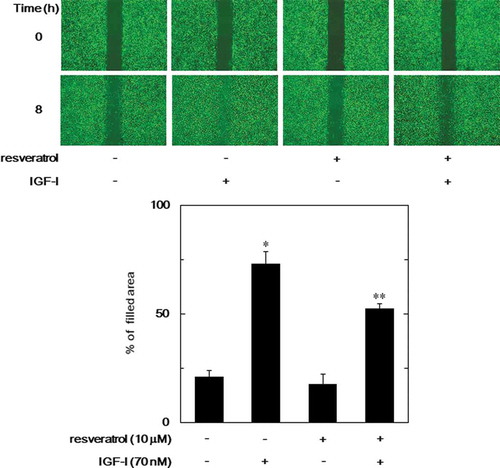 Figure 2. Effect of resveratrol on the IGF-I-induced migration of MC3T3-E1 cells