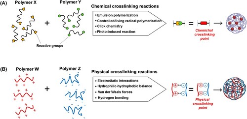 Figure 2. Illustration of chemical (A) and physical (B) crosslinking reactions for the synthesis of nanogels. (A) The formation of covalent bonds (crosslinking point, in red) is visible between the reactive moieties (yellow and green) of polymers X and Y. (B) The physical interactions between polymers W and Z ensure the formation of the nanosystems. Reprinted from Ref. [Citation27] with permission from MDPI.