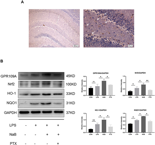 Figure 6 Effect of NaB on GPR109A/Nrf2/HO-1 signaling in LPS-stimulated primary microglia. (A) Immunohistochemical stained sections showing expression of GPR109A in hippocampus. Arrows (→) indicate the cell nucleus. (B) Western blot analysis of GPR109A, Nrf2, HO-1, and NQO1 protein expressions in the primary microglia at 12h after LPS, LPS+NaB, and LPS+NaB+PTX and their corresponding controls. GAPDH served as the loading control. Bar graphs depicting the optical density of Nrf2, GPR109A, HO-1, and NQO1 expressions. Data presented as mean ± SD (n = 3 per group). Scale bars: 100µm and 20µm. *P < 0.05, **P < 0.01 by one-way ANOVA. ns: no significance.