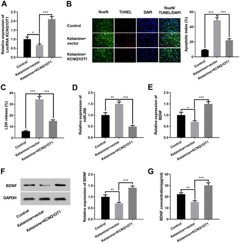 Figure 7 Overexpression of KCNQ1OT1 in rats ameliorated ketamine-induced neuronal injury in vivo. (A) qRT-PCR was used to detect the relative expression level of KCNQ1OT1 in the hippocampus of rats after the rats were injected with rAAV. (B) The neuron apoptosis in rat hippocampus was detected by TUNEL assay. (C) Neuronal cytotoxicity in rat hippocampus was detected by LDH release test. (D and E) qRT-PCR was used to detect the relative expression levels of miR-206 (D) and BDNF mRNA (E) in the hippocampus of rats. (F) Western blot was carried out to detect the protein expression of BDNF in the hippocampus of rats after the rats. (G) The protein expression of BDNF was detected by ELISA. *P < 0.05, **P < 0.01 and ***P < 0.001.