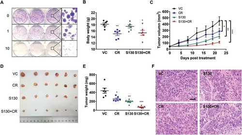 Figure 7. S130 arrests tumor growth of colorectal cancer cells. (A) HeLa cells were treated with the indicated concentrations of S130. Colony formation assay was monitored by crystal violet staining. (B-E) Effects of the indicated treatments (VC, vehicle; S130, 20 mg/kg i.p. daily; CR, caloric restriction with 70% food intake; S130+ CR, combined treatment) on the growth of HCT116 xenografts (n = 6 mice per group). Bodies were weighed after the final injection (B). Tumor volume (C), tumor images (D), and tumor weight (E) were recorded. (F) Tumor tissues were sectioned and subjected to H&E staining for histological morphology evaluation. Scale bar: 50 µm. Data are presented as mean ± SEM. *P < 0.05, **P < 0.01, ***P < 0.001 vs VC.