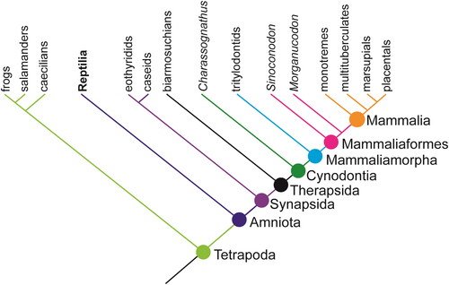 Figure 5. Simplified relationships and terminology for Synapsida (adapted from Angielczyk, Citation2009).