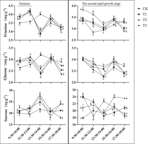 Figure 14. Sugar offloading of “Shine Muscat” grapes during veraison and the second rapid growth stage subjected to different gibberellin treatments. Different lower-case letters indicate that there are significant differences (n = 3, Duncan’s test, p < .05).