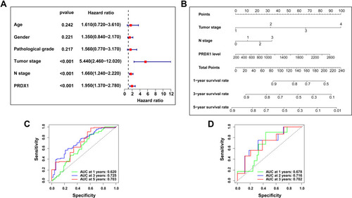 Figure 7 The establishment of a nomogram that can predict the 1-, 3-, and 5-year survival rates of patients with OSCC. (A) Cox proportional hazards regression analysis for PRDX1 and clinical features; (B) A nomogram containing Tumor stage, N stage and PRDX1 level; (C and D) The accuracy of nomogram in the TCGA cohort and testing cohort was verified by the ROC curve.