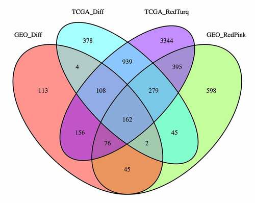 Figure 3. Venn diagrams of the differentially expressed genes (DEGs) and top two most relevant co-expression module genes (CEMGs) of thyroid carcinoma (THCA). The 162 overlapping genes were considered as candidate hub genes of THCA