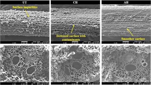 Figure 10. SEM images of untreated and dewaxed DPF.