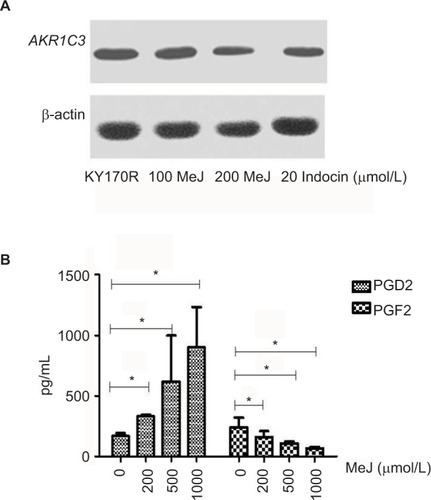 Figure 3 Methyl jasmonate (MeJ) could inhibit AKR1C3 enzyme expression and the 11-ketoprostaglandin reductase activity of AKR1C3.Notes: (A) Western blots showed MeJ could reduce AKR1C3 protein expression in KY170R cells in a dose-dependent manner (indocin was a positive drug). (B) ELISA results showed that MeJ could increase the levels of PGD2, while decreasing the levels of PGF2. MeJ could inhibit the 11-ketoprostaglandin reductase activity of AKR1C3 in a dose-dependent manner; *P<0.05.Abbreviations: AKR1C3, aldo-keto reductase family 1 member 3; PG, prostaglandin; ELISA, enzyme-linked immunosorbent assay; MeJ, methyl jasmonate.