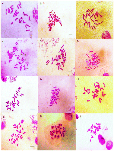 Figure 2. Micrographies of tetraploid metaphase plates (2n = 4x = 28) of Aegilops geniculata. (a–c) Cytotype 1; (d–f) Cytotype 2; (g–i) Cytotype 3; (j–l) Cytotype 4. st: satellite. Scale bar = 15 μm.