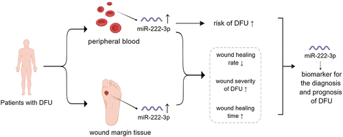 Figure 3 MiR-222-3p effectively served for DFU diagnosis and prognosis as a useful biomarker. ↑: increase; ↓: decrease.