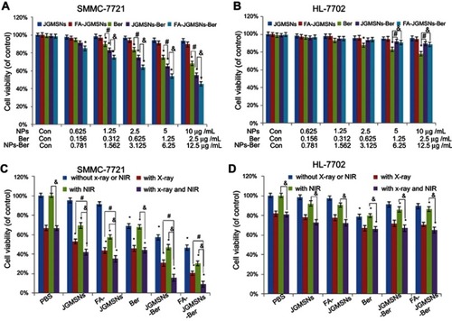 Figure 3 Cytotoxicity of FA-JGMSNs-Ber: The cytotoxicity of JGMSNs, FA-JGMSNs, free Ber, JGMSNs-Ber, and FA-JGMSNs-Ber against SMMC-7721 cells (A) and HL-7702 cells (B) at various concentrations for 24 hours. (NPs represent JGMSNs and FA-JGMSNs; NPs-Ber represent JGMSNs-Ber and FA-JGMSNs-Ber). The data were three separate experiments. Mean values ± SD, and *P<0.05 represented the tagged group vs the control group, #P<0.05 represents the Ber group vs the JGMSNs-Ber group, and &P<0.05 represents the JGMSNs-Ber group vs the FA-JGMSNs-Ber group. The cell viabilities of SMMC-7721 cells (C) and HL-7702 cells (D) after being treated with PBS, JGMSNs, FA-JGMSNs, free Ber, JGMSNs-Ber or FA-JGMSNs-Ber with or without NIR and the absence or presence of RT. *P<0.05 represents the tagged group vs the control group, #P<0.05 represents the “with the X-ray” group vs “with the X-ray and NIR” group, and &P<0.05 represents the “with the NIR” group vs “with the X-ray and NIR” group.