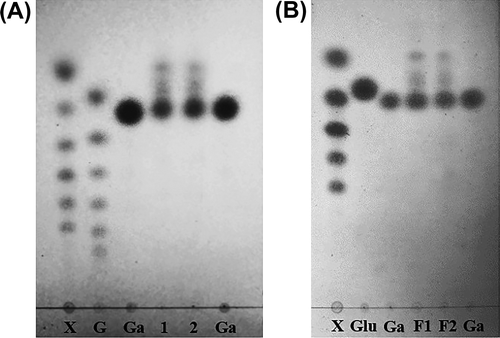 Fig. 2. TLC analysis of the monosaccharide composition in crude (A), and purified (B) SP extracts from Gracilaria fisheri.