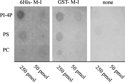 Figure 3.  Binding of phospholipids to ACA8 N-terminus. Different phospholipids (50 and 250 pmol) were spotted onto a nitrocellulose membrane which was then incubated with or without purified His- or GST-tagged N-terminus of ACA8 (6His-1M-I116 and GST-1M-I116) as described in the Experimental Procedures. Bound protein was visualized by immunodecoration with an antiserum directed against the portion 17V-T31 of ACA8. Results are from one experiment representative of five.
