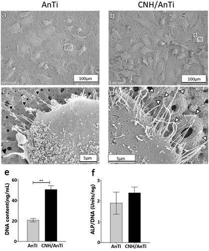 Figure 5. SEM observations of osteoblast-like cells after 1 d of cell culture on (a) AnTi and (b) CNH/AnTi. (c) High resolution image of white box area in (a). Black arrowhead in (c); filopodia. (d) High resolution of white box area in (b). White arrowhead in (b); filopodia. (e) Cell DNA content on each sample at 7 d. (f) ALP activity normalised to cell DNA content on each sample at 7 d. n = 5, **p < .01.