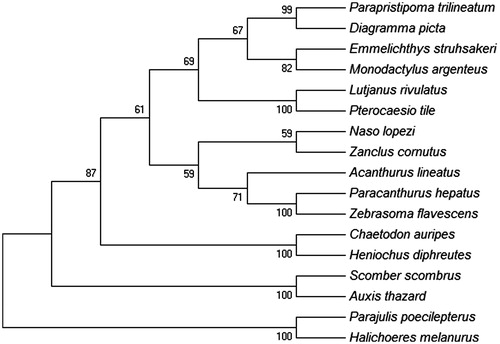 Figure 1. MP tree was generated using the MEGA 6 program. Number on the nodes correspond to bootstrap values based on 1000 replicates. The most parsimonious tree with length =22,730. The consistency index is (0.379542), the retention index is (0.264109), and the composite index is 0.110326 (0.100240) for all sites and parsimony-informative sites (in parentheses). There were a total of 10,846 positions in the final dataset. The accession numbers of the species are Parajulis poecilepterus (EF192032.2), Halichoeres melanurus (AP006018.1), Chaetodon auripes (AP006004.1), Heniochus diphreutes (AP006005.1), Scomber scombrus (AB120717.1), Auxis thazard (AB105447.1), Naso lopezi (AP009163.1), Zanclus cornutus (AP009162.1), Acanthurus lineatus (EU273284.2), Paracanthurus hepatus (KT826539.1), Zebrasoma flavescens (AP006032.1), Lutjanus rivulatus (AP006000.1), Pterocaesio tile (AP004447.1), Parapristipoma trilineatum (AP009168.1), Diagramma picta (AP009167.1), Emmelichthys struhsakeri (AP004446.1) and Monodactylus argenteus (AP009169.1).