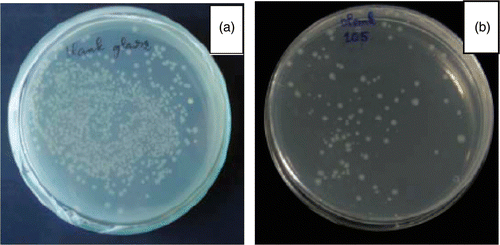 Figure 9. (Colour online) Test results on E. coli after 24 h on (a) normal ceramic tile substrate and (b) N40 coated ceramic tile substrate.