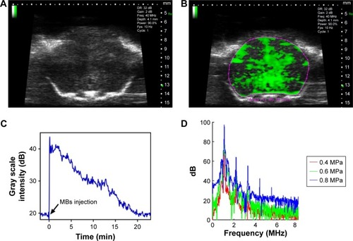 Figure 3 In vivo stability of the MBs and cavitation dose detection during the FUS-induced BBB opening.Notes: (A) Contrast-enhanced B-mode images of a mouse brain before MB injection. (B) Contrast-enhanced B-mode images of a mouse brain after MB injection. Craniotomy surgery was performed before ultrasound imaging with a 40 MHz transducer. (C) Corresponding time intensity curve of contrast-enhanced B-mode images. (D) Spectra of the acoustic echo signals emitted by the cavitation activities of MBs during the FUS-induced BBB opening at peak-negative rarefactional pressures of 0.4, 0.6 and 0.8 MPa.Abbreviations: BBB, blood–brain barrier; FUS, focused ultrasound; MBs, microbubbles.